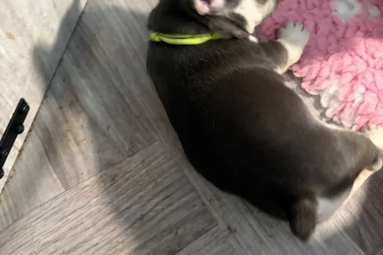 French Bulldog