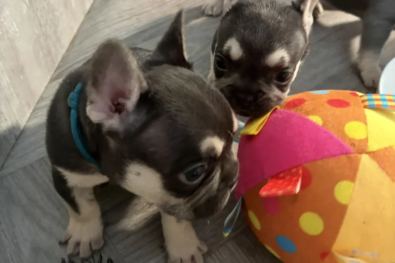 French Bulldog