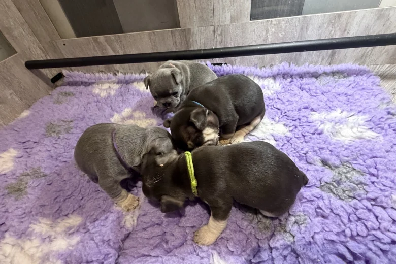 French Bulldog