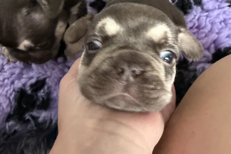 French Bulldog
