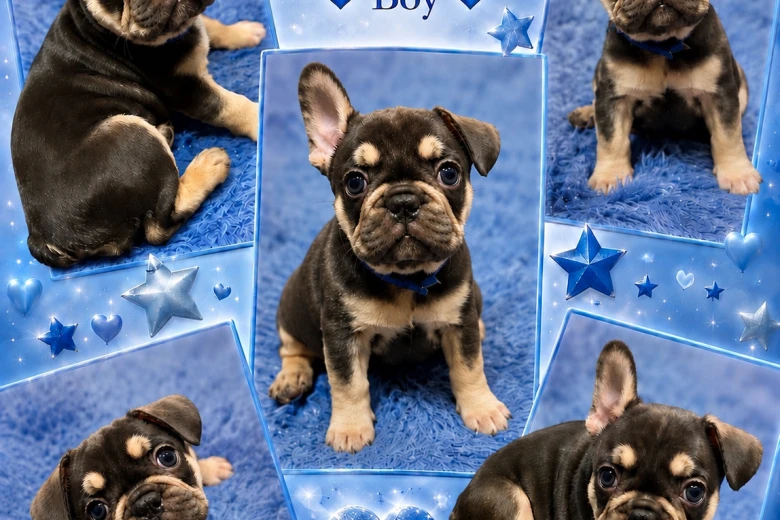 French Bulldog