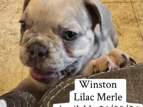 French Bulldog