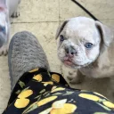 French Bulldog