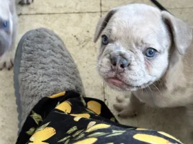 French Bulldog