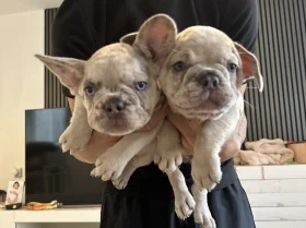 French Bulldog