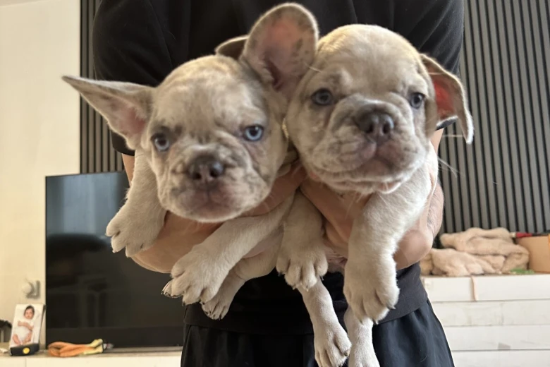 French Bulldog