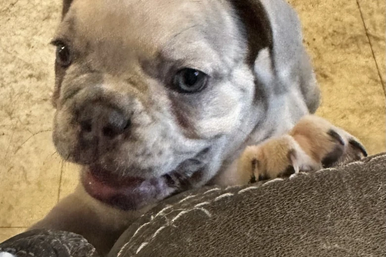 French Bulldog