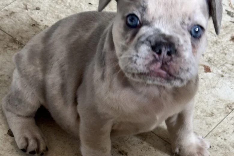 French Bulldog