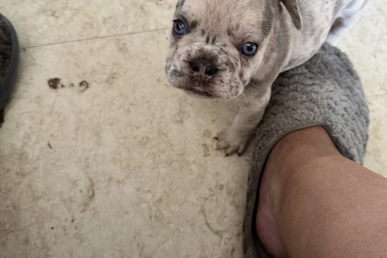 French Bulldog