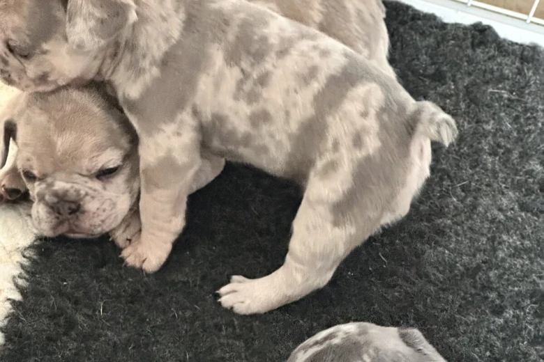 French Bulldog