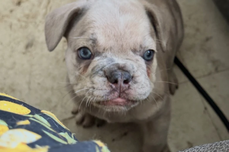 French Bulldog
