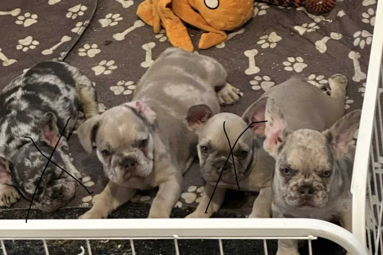 French Bulldog