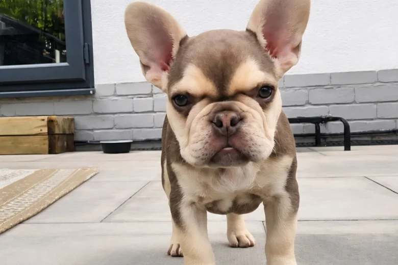 French Bulldog
