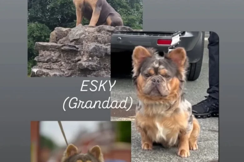 French Bulldog