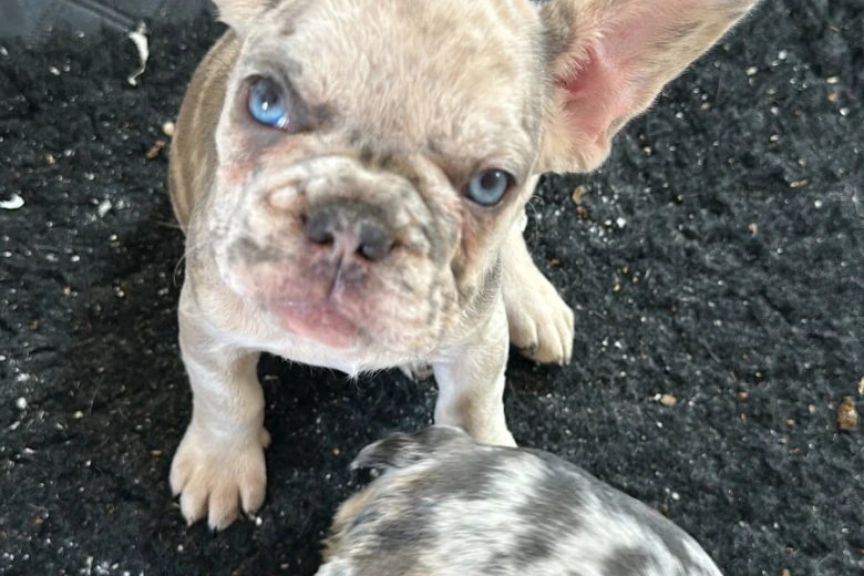 French Bulldog