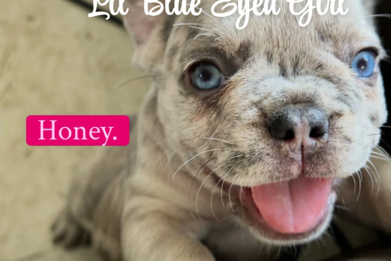 French Bulldog