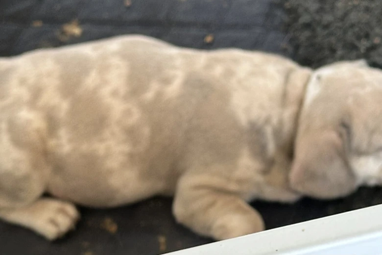 French Bulldog