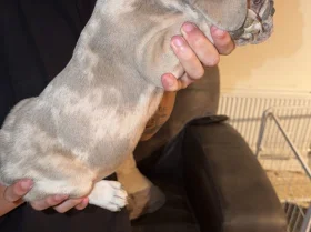 French Bulldog