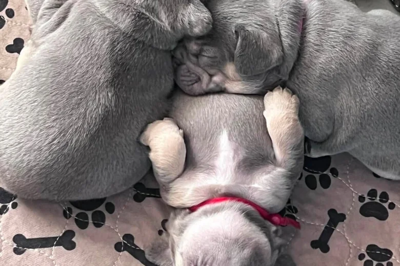 French Bulldog