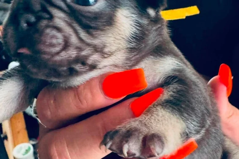 French Bulldog