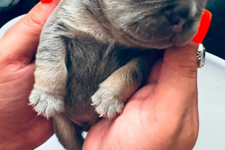French Bulldog