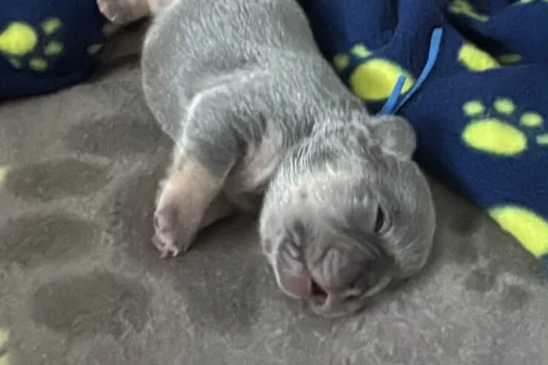 French Bulldog