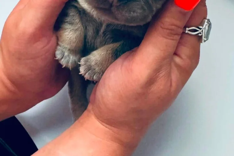 French Bulldog