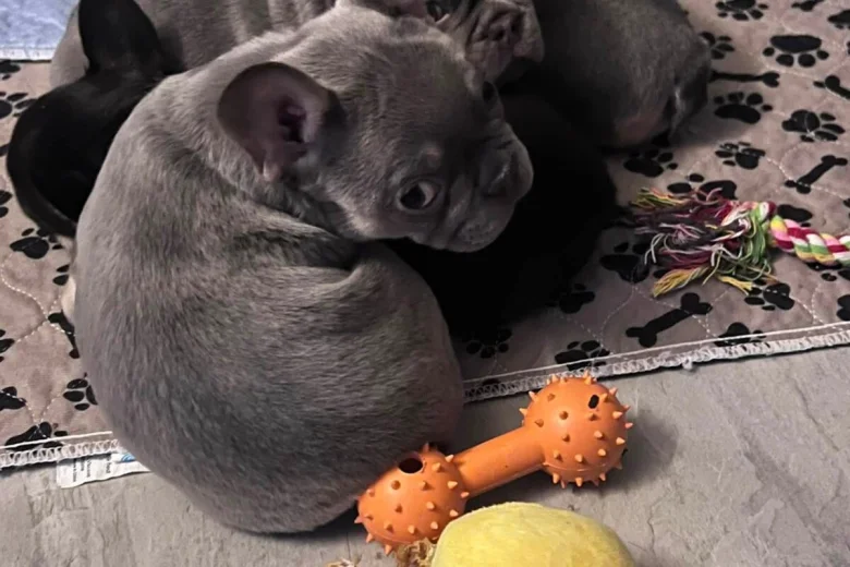 French Bulldog