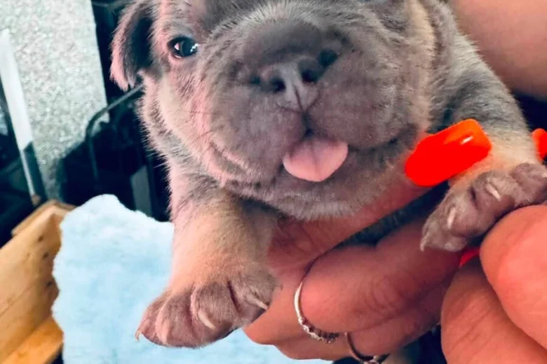 French Bulldog