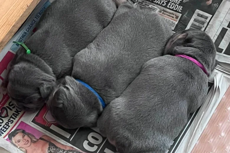 French Bulldog