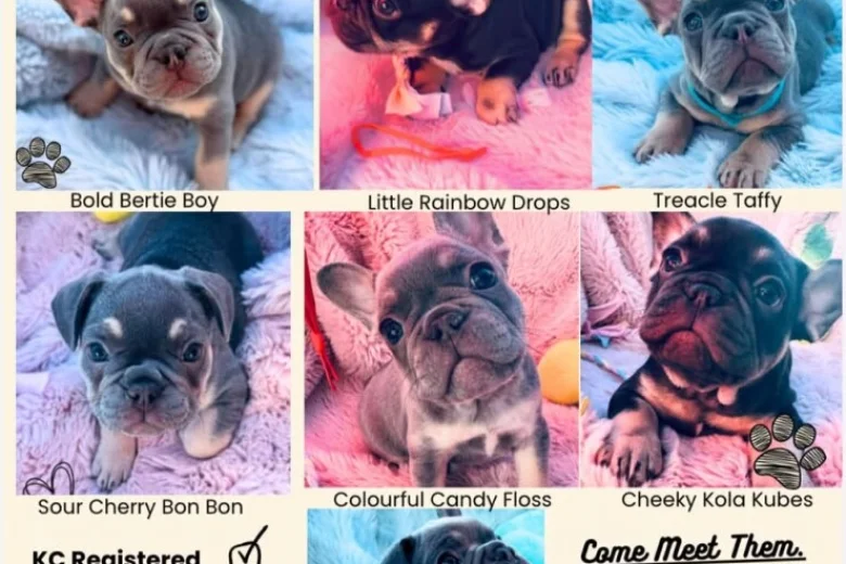 French Bulldog