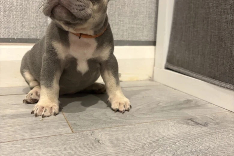 French Bulldog