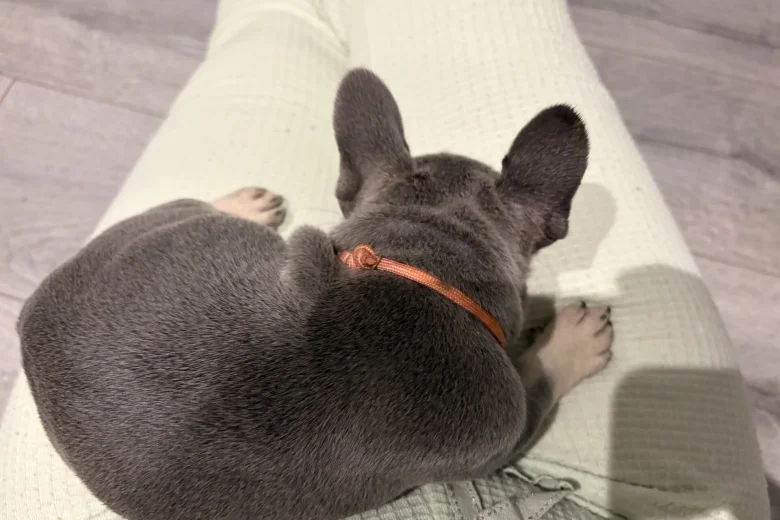 French Bulldog