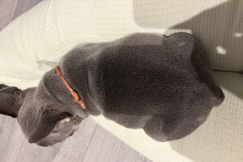 French Bulldog