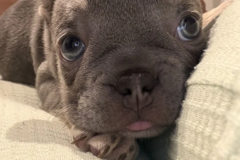 French Bulldog