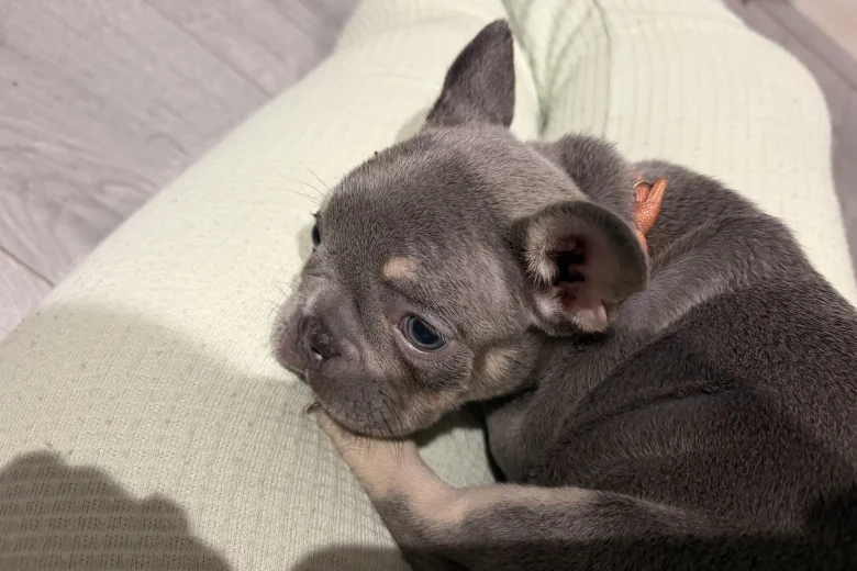 French Bulldog