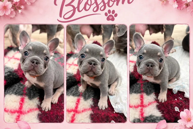French Bulldog
