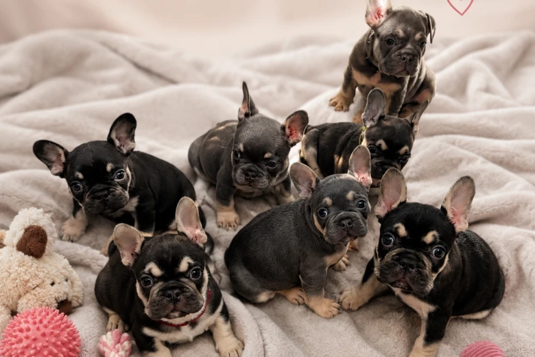 French Bulldog