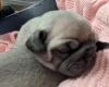 Frug