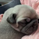 Frug