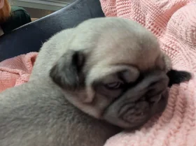 Frug