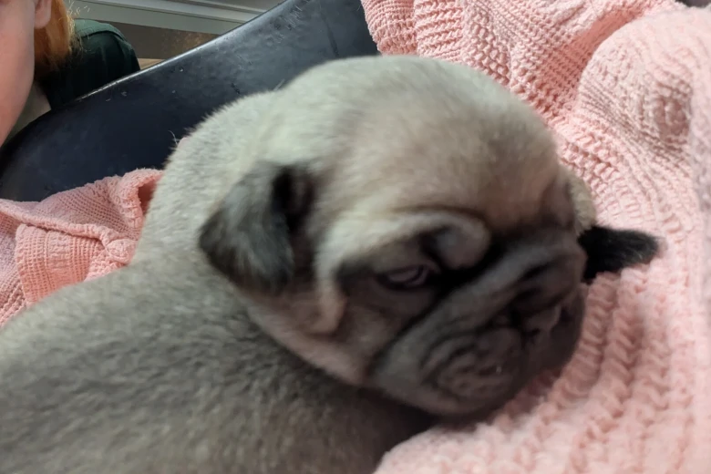 Frug