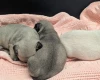 Frug