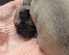 Frug