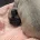 Frug
