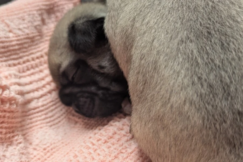 Frug