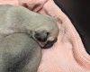 Frug