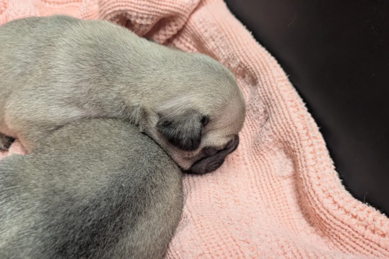 Frug