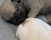 Frug