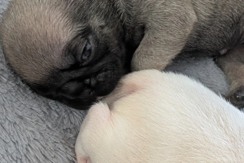 Frug